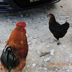john the rooster and luna
