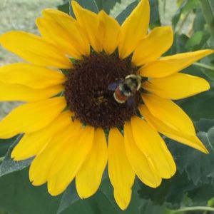 image.jpeg Sunflower with Rusty patch bumblebee