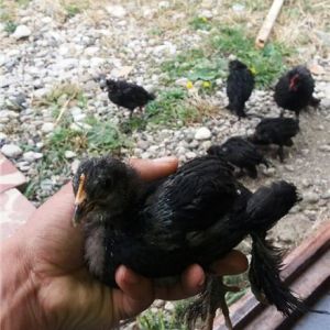 marand chicks