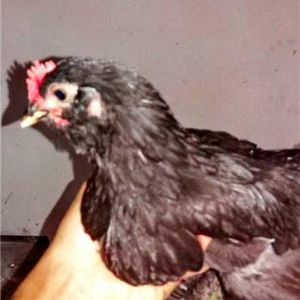 black Azerbaijan 
marand hen