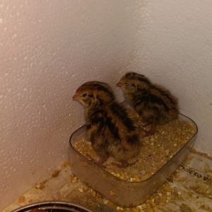 3 Days old baby quail, getting very active. Running around and jumping. They even eat and slept in their food container!!!! 
Guess what, they even get very noisy sometimes, chirppingggg non stop. Just about 3pm today, on 4 Sept,  two baby quail just hatched!!!!! 1 more is trying to get out of the shell =0