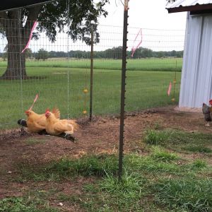Two of the girls swingin' on a lazy afternoon. You can also see how handsome my Rhodebar/Americana cross rooster is. And just a gentle as he is handsome.