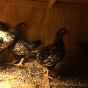 Young F4 Silver laced cornish bantam pullet