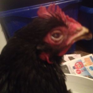 Our blind chicken, Hazel