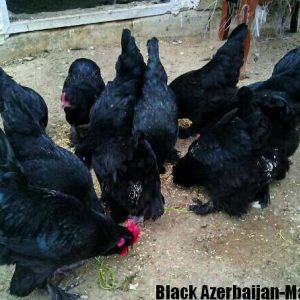 Azerbaijan breeds 
black Azerbaijan 
marand hen