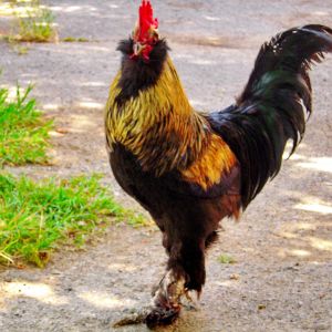 silver roosters 
marand breed 
rare breed