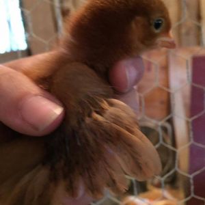 Mystery Chick - 1 Week