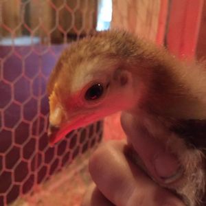 Mystery Chick - Rhode Island Red? - 2 Weeks