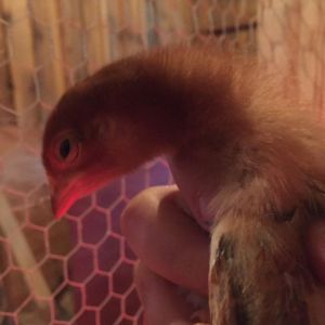 Mystery Chick - Rhode Island Red? - 2 Weeks
