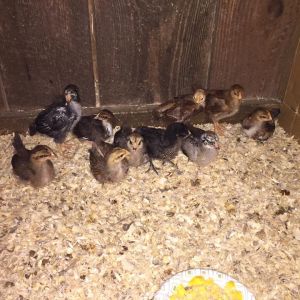 17 Days.
Front row, left to right: 2 Welsummers, 3 Easter Eggers? (black chick is middle was supposed to be a Barred Rock)
Back row, left to right: Silver Laced Wyandotte, Speckled Sussex, 2 suspected Rhode Island Reds, Welsummer