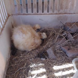Brooder and chick