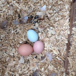 Discovered our first Blue egg!! Just need to find out which EE laid it.  The light tan/pinkinsh egg is from our Buff Orpington, Gilbert, who also just started laying this week.