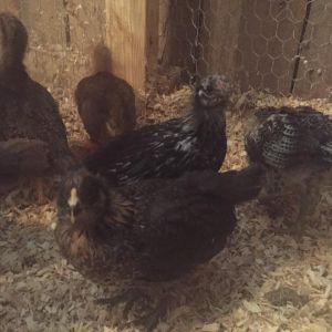 Miss Piggy (Easter Egger) in front of Chickaletta (Silver Laced Wyandotte) - 4 weeks