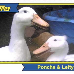 Poncha & Lefty Team card