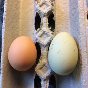 The greenish egg on the right is huge for a first egg! Do not know which EE layed that either.
