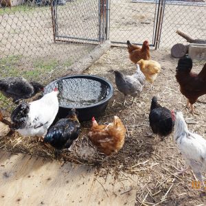 Aside from a hanging waterer inside the coop, is a heavy duty 15 gallon rubber tub that we keep filled with fresh water for the flock. They do love to drink from it. I learned this from one backyard chicken raiser who posted this idea.