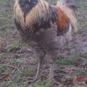Our rooster "Crooky".