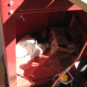 We had Henny Penny flying over to the back neighbor and laying her eggs in their down stairs window well. And when we stopped that with larger fencing (over 8feet) she laid in the work cabinet like Shark did!