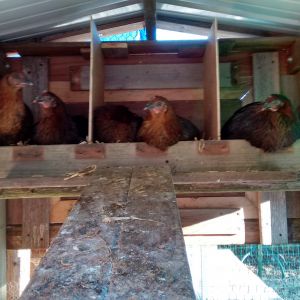 Checking out the sleeping arrangements.  This coop was moved off the ground and attached to the 'hen house'.