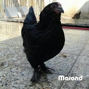 Traditional Rare Breeds marand 
black Azerbaijan