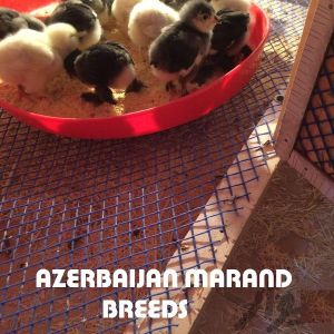 Rare Poultry marandi 
Traditional Rare Breeds marand 
black Azerbaijan
