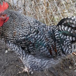 Lavender Orpington rooster mated with Barred Rock hen. Not sure where the brownish-red and green feathers came from, but he is a beauty (about six months old).