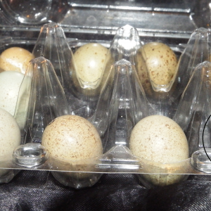 Very Large Button Quail Egg