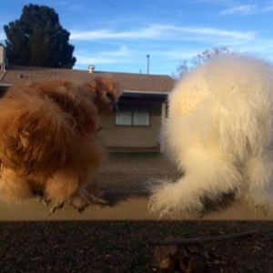 Silkie butts! 3 months old.