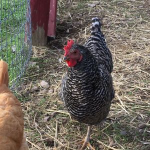 Grace! As in Grace Slick. All our chickens are named after Rock Stars!