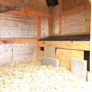 Black thingy up there is a $15 Walmart heater for the cold nights in Texas. Pine shavings on the Linoleum floor. The bricks and pieces of plywood blocking the nesting boxes at the time (didn't want a mess in there since they weren't ready to lay eggs anyway)