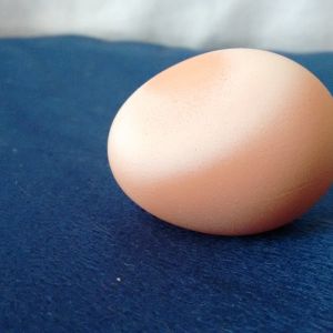 2/1/17 found this egg where multiple chicks lay. It either came from a BSL or RIR. What could it be that causes this? Is it okay?