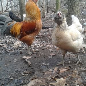 Akai all grown up next to one of my hens, Pie. Quite the handsome fella as well as an active guard, but an awful mount.