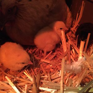 February 5. 2017 Baby chickens from Annie our white hen.