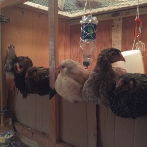 Until they started roosting on the cardboard wall... this made it hard to close the brooder doors.