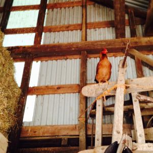 Chicken in the hay loft