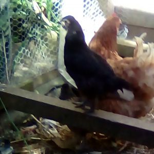 I hope this is a pullet, Araukana, the other one is hard to take a picture of, its comb is bigger, but I dont know if its a roo because of the bigger comb.