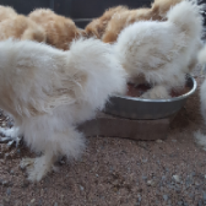 Silkie butts!
