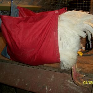 The chicken sling...for working on chickens when alone and needing hands free access.