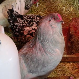 My Lavender Rooster Shadow! My pride and joy!
