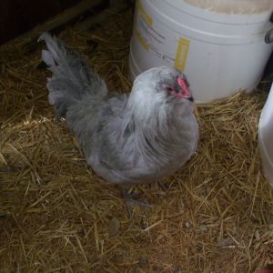 Shadow the Lavender Rooster