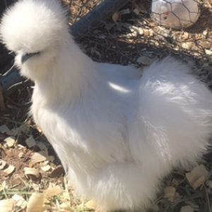 Mick Jagger  Male  Silkie  5 months