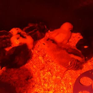 All of my chicks, they are about 3 weeks old.