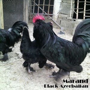 black Azerbaijan Breeds