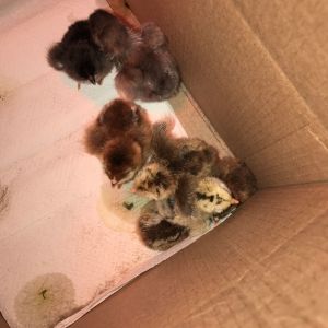 Second batch of chicks we brought home from a couple in Eaton 2/25/17

5 Ameraucana 
1 Blue Maran 
1 Black Maran