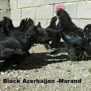 black Azerbaijan