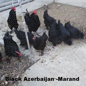 black Azerbaijan
