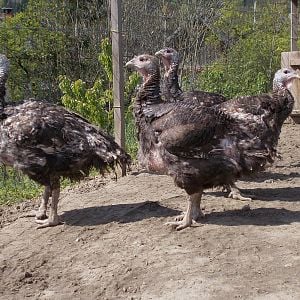 Bronze turkeys