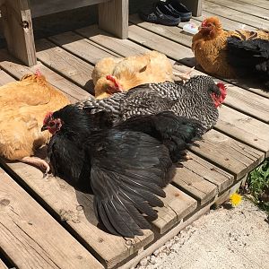 Sunbathing Hens