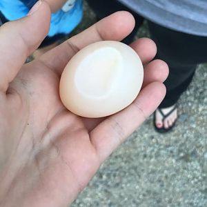 First time seeing a soft shelled egg