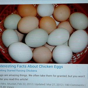 20170909 BYC Mrs. Mucket Interesting Facts about Eggs